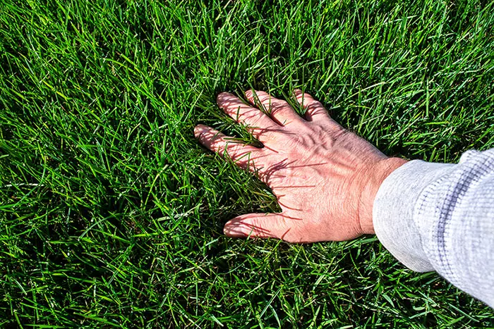 soft green healthy grass