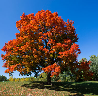 Sugar maple