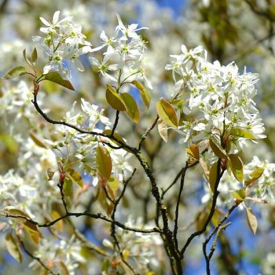 serviceberry