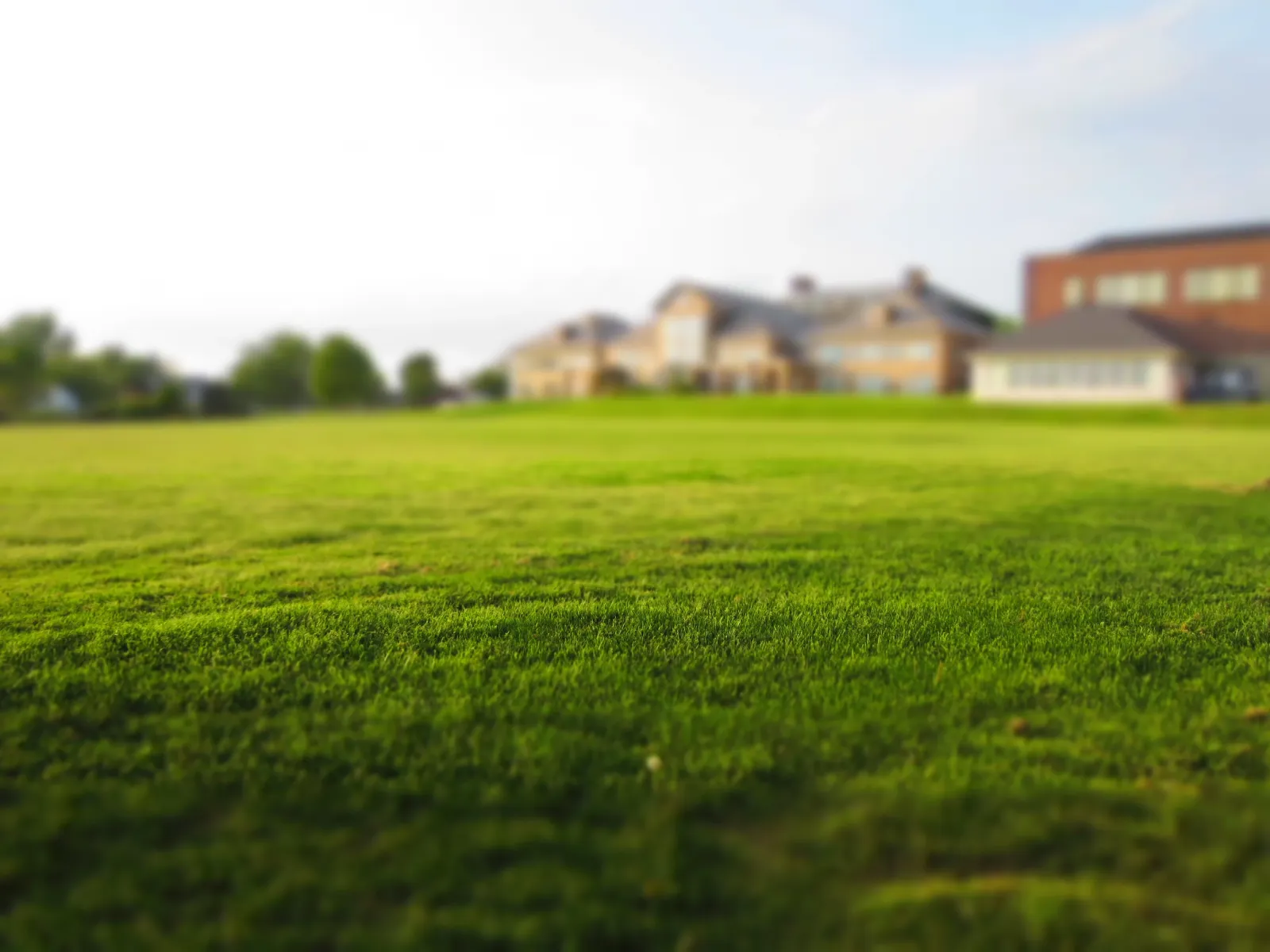 picture of grass