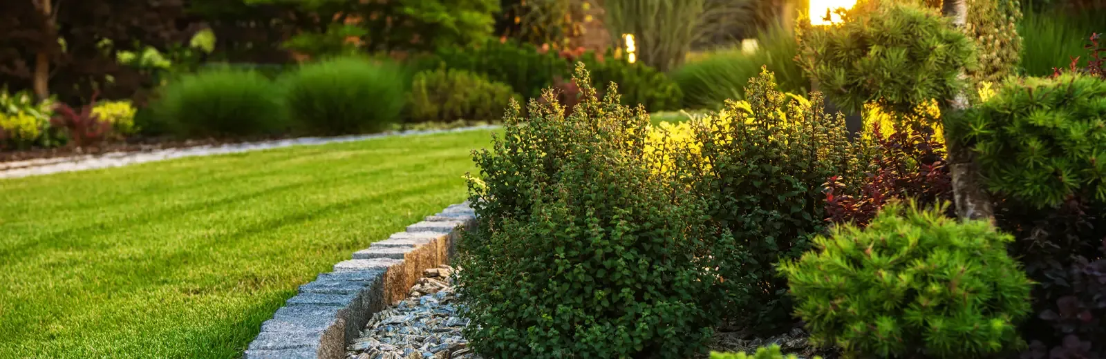 tree-and-shrub-care