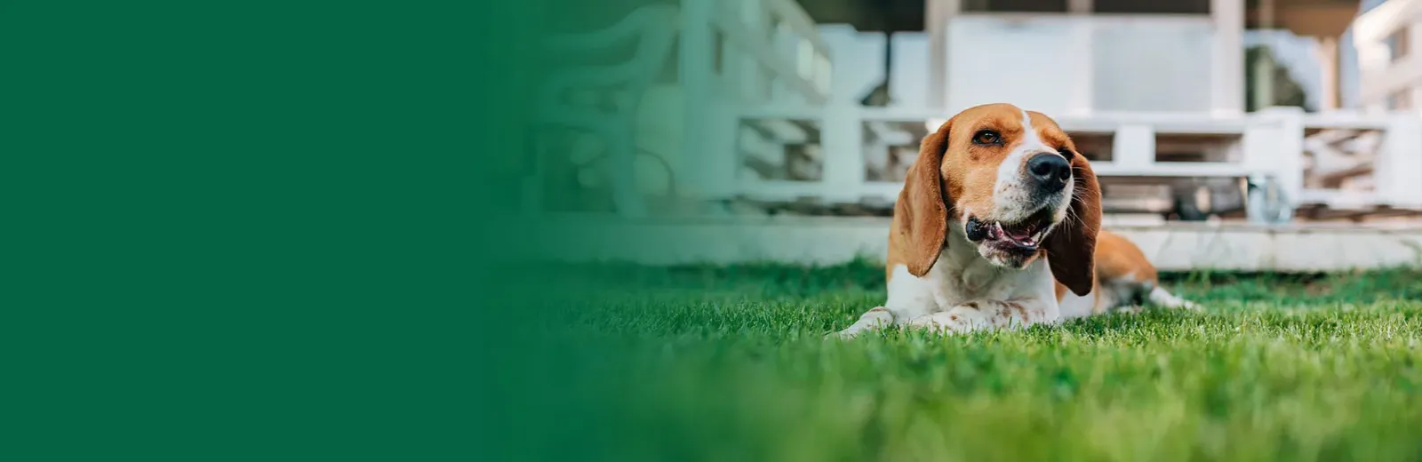 dog laying on green healthy grass