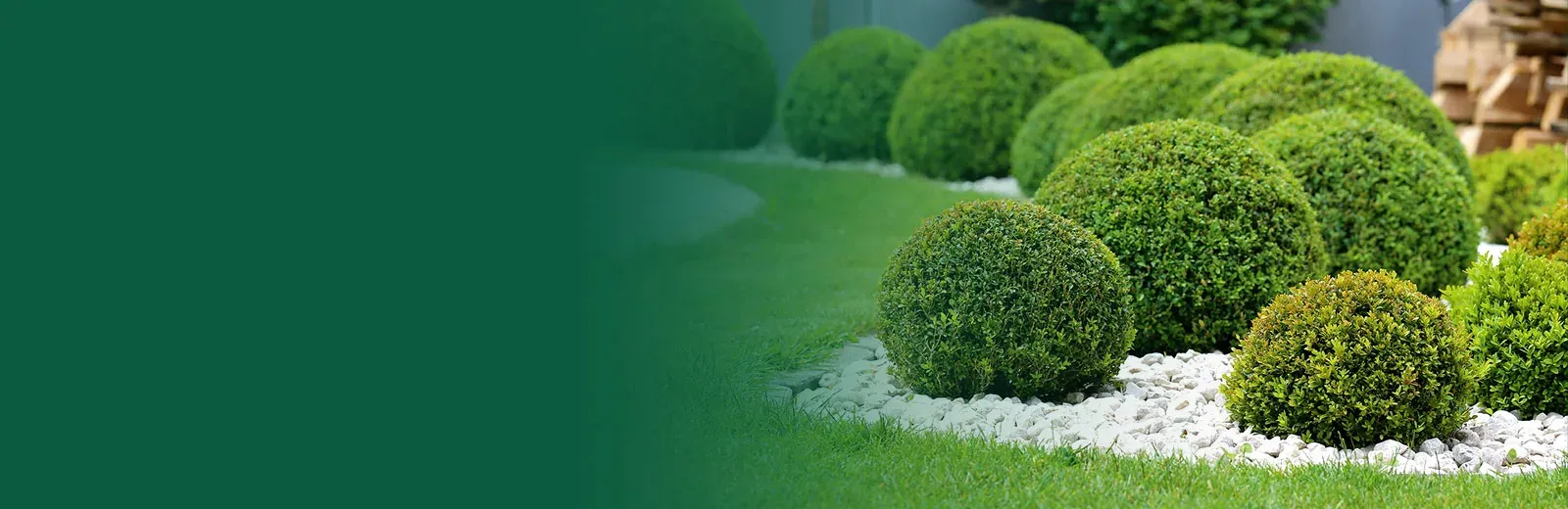 well maintained healthy green shrubs