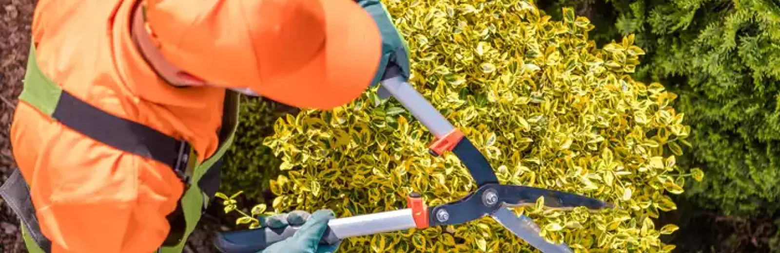 a pro trimming shrubs