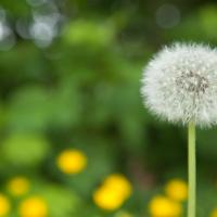 dandelion 