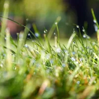 healthy grass