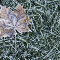 icy leave on grass