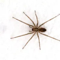 house spider with white background
