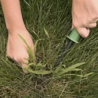 person pulling weeds with tools