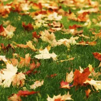 fall leaves on grass