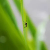 mosquito on blade of grass