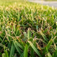 grass with issues