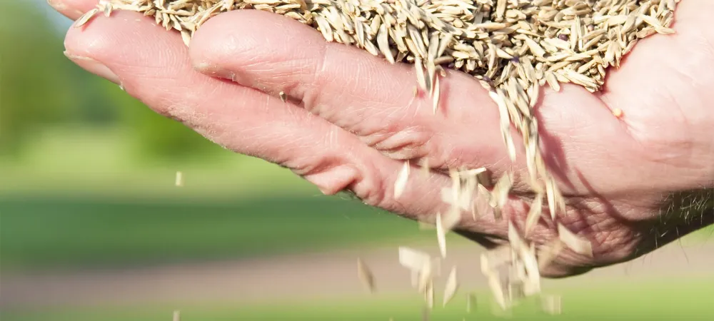 hand holding grass seed