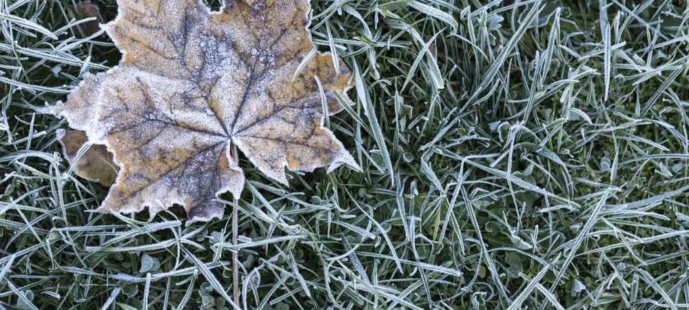 icy leave on grass