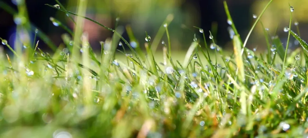 dew on zoomed in green grass