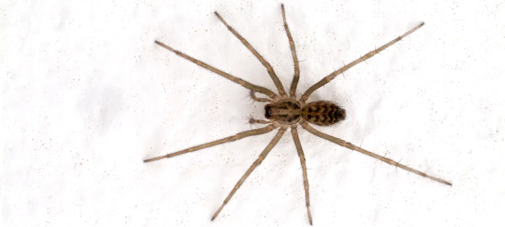 house spider with white background