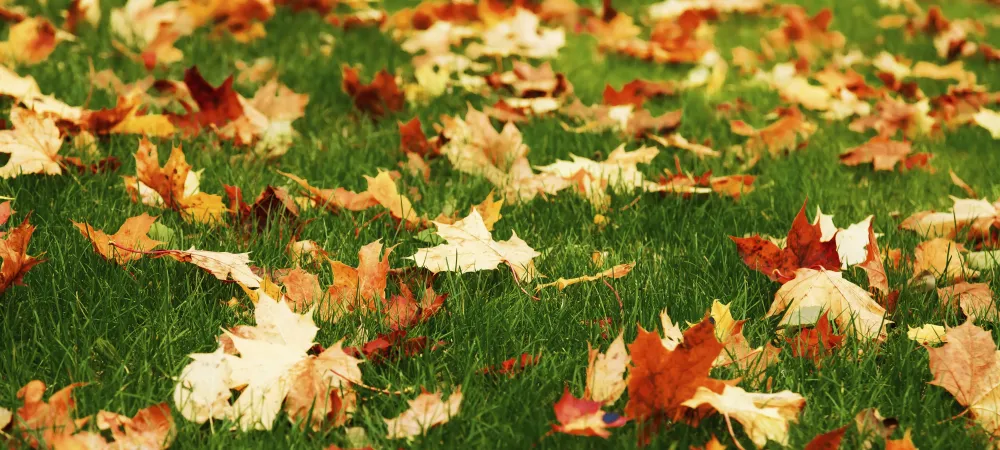 fall leaves on grass