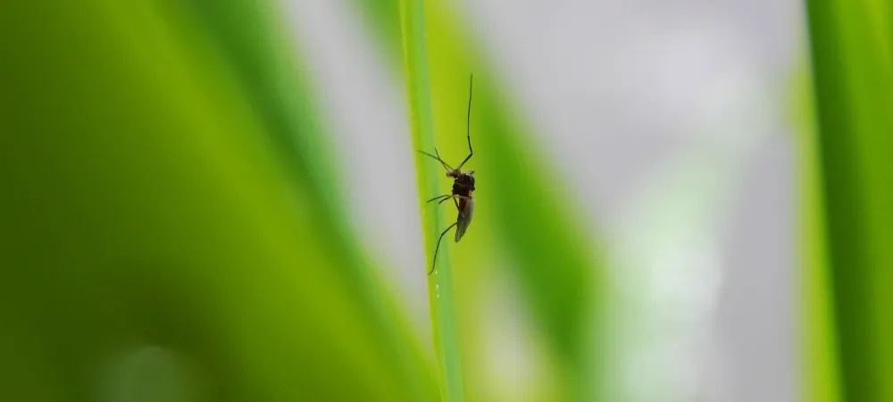 mosquito on blade of grass