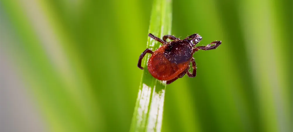 tick on blade of grass