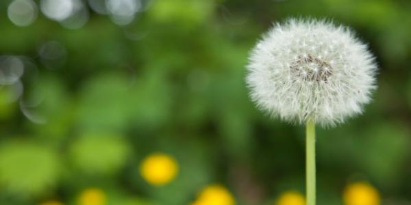 dandelion 