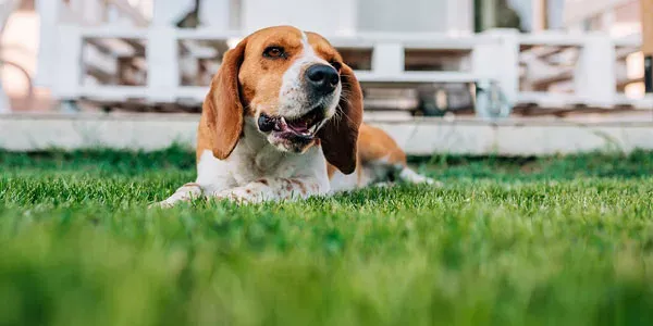 dog laying down on green healthy grass