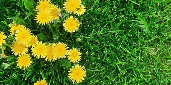 Dandelion weeds in green grass